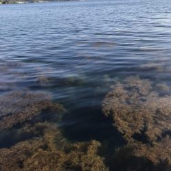 エギングロッドで青物爆釣ショアジギング釣果