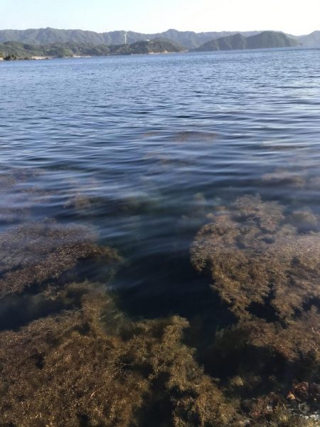 エギングロッドで青物爆釣ショアジギング釣果