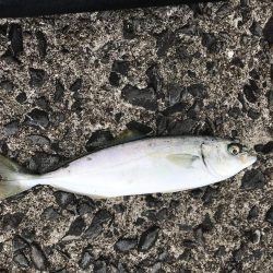 和歌山春イカエギングでアオリイカ釣果