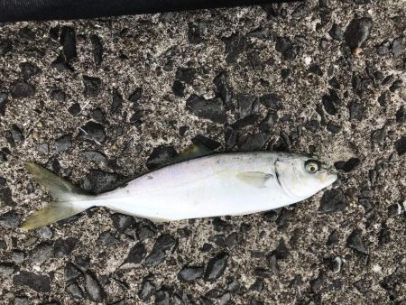 和歌山春イカエギングでアオリイカ釣果