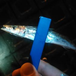 浜名湖 アジング