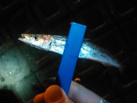 浜名湖 アジング