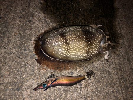 アナゴ、シリヤケ