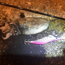 コウイカとモジャコ