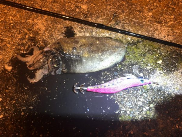 コウイカとモジャコ