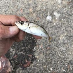 アジが渋い。マナーが悪い