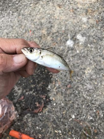 アジが渋い。マナーが悪い