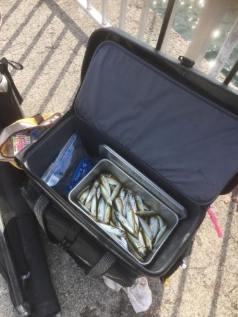 ハマチ狙いなんだけど。