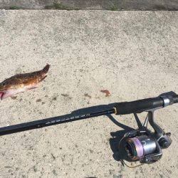 小サバに無視されガッシー