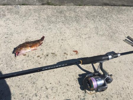 小サバに無視されガッシー