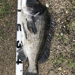 イチノ兄弟、釣果！