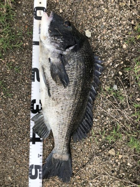 イチノ兄弟、釣果！