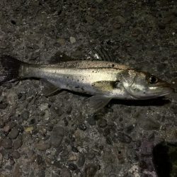 入れ食いモード