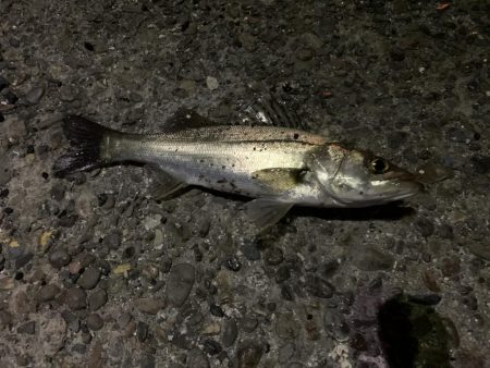 入れ食いモード