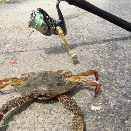 ちょい投げ調査