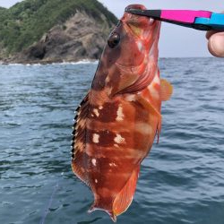 根魚
