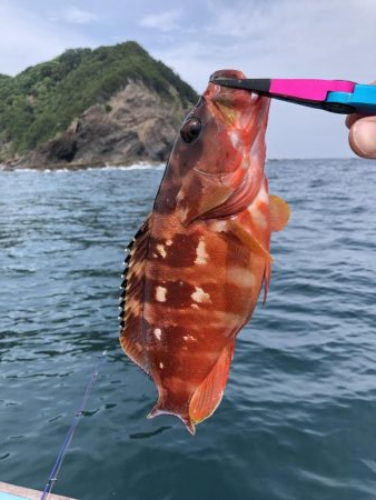 根魚