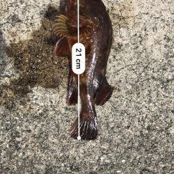 穴釣りしか釣れない