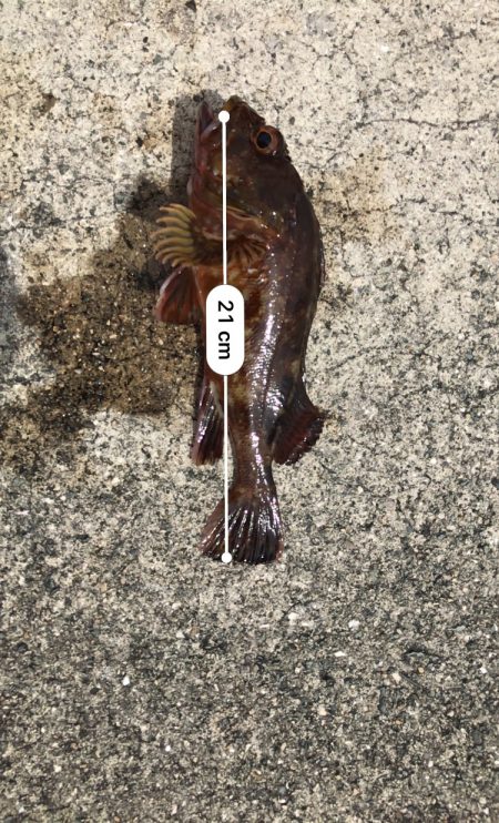 穴釣りしか釣れない