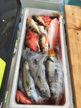 ブリが顔出してます!鯛ラバ船 LTルアー船