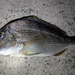 メバルは終わりかな?