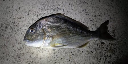 メバルは終わりかな?