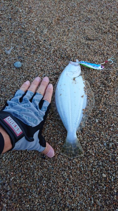 淡路フラット調査〜ソゲシーズン開幕!?