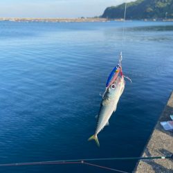 小さな青物回ってます