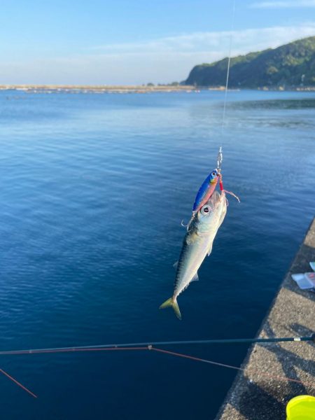 小さな青物回ってます