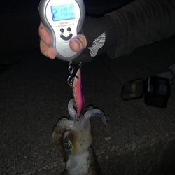 アオリイカ!念願の2キロアップ