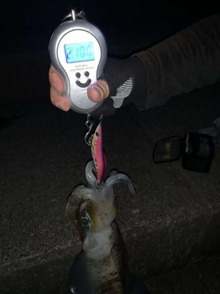 アオリイカ!念願の2キロアップ