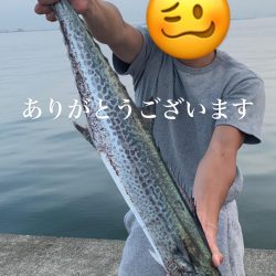 サワラ釣れてます!!