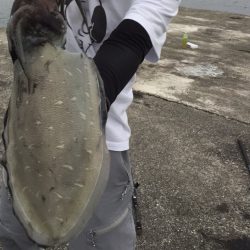 コウイカ 最高！