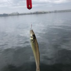 毎投あたりあり！ぶるぶる感が楽しいキス釣り。