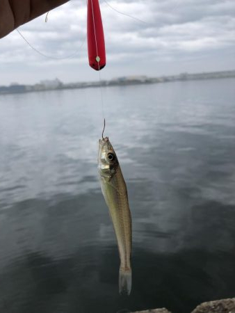 毎投あたりあり！ぶるぶる感が楽しいキス釣り。