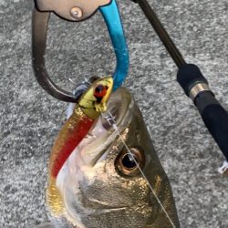 退かぬ！媚びぬ！省みぬ！