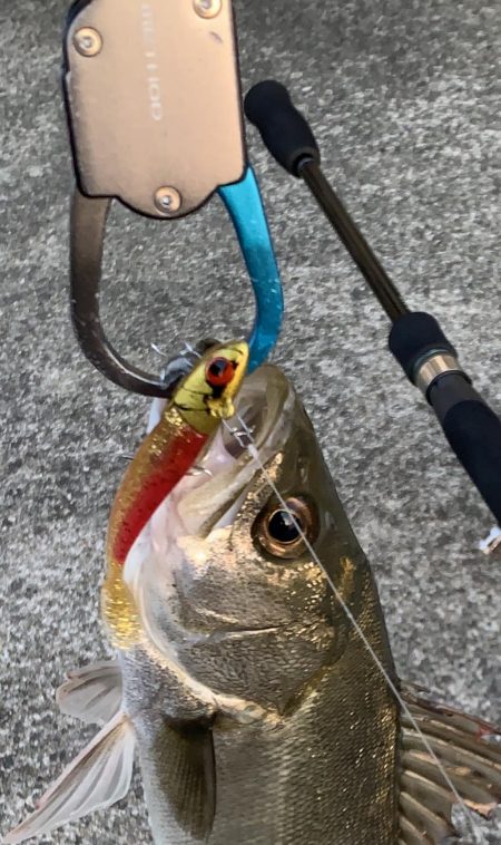 退かぬ！媚びぬ！省みぬ！