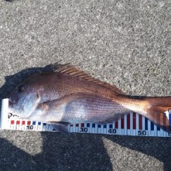 マダイ、青物、シーバス他