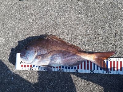 マダイ、青物、シーバス他