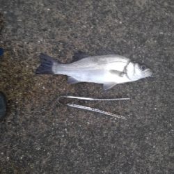 6/12夕方〜夜釣りの釣果