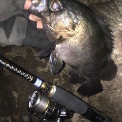 沖磯メバリング&エギング