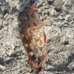 アジ探しにランガン