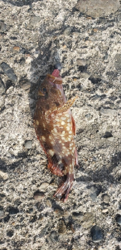 アジ探しにランガン