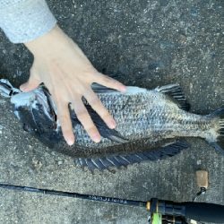 小鯖釣りが＼(^^)／