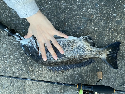 小鯖釣りが＼(^^)／