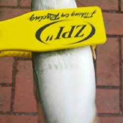 アジ探し~などなど