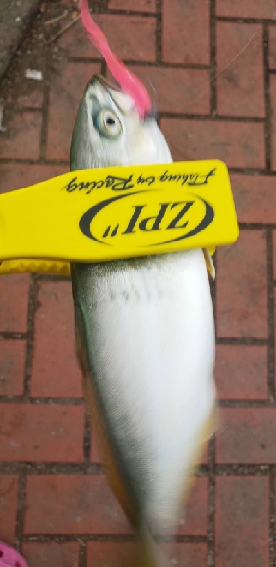 アジ探し~などなど