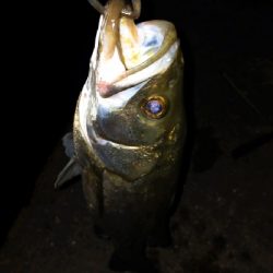 アングラー多すぎたおかげで