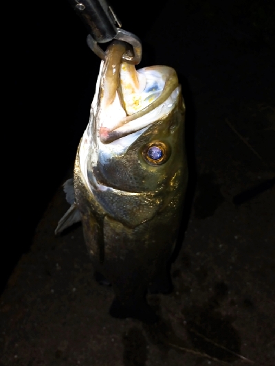 アングラー多すぎたおかげで