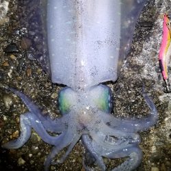 イカと鯛で満足